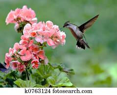 hummingbird