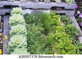 Vegetable Garden Vegetable Garden