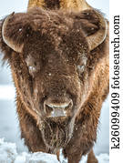 ביזון אמריקאי, דמות