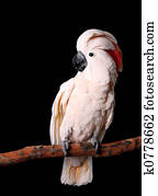Beautiful Moluccan Cockatoo Sitting Peacefully on His Perch