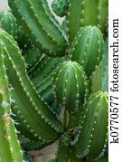 Cactus Cactus