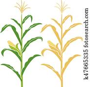 corn stalk vector illustration corn stalk vector illustration