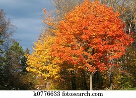 fall foliage fall foliage