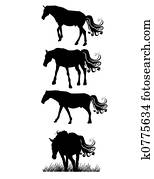horses horses