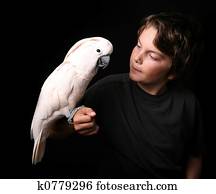 Moluccan Cockatoo With a Young Adult