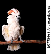 Moluccan Cockatoo With His Wings Out