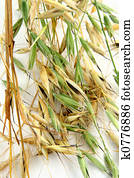 Oat Backgrounds in Non-Ur