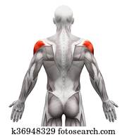 deltoid, músculo, -, anatomia, músculos, isolado, branco, -, 3d, ilustração