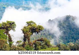 From Andes to Amazon, View of the tropical rainforest, Ecuador From Andes to Amazon, View of the tropical rainforest, Ecuador