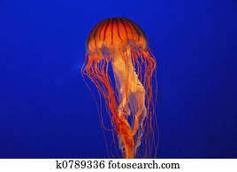jellyfish jellyfish