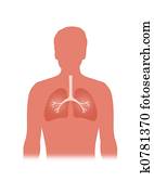 Lungs Lungs