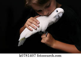 Moluccan Cockatoo With a Young Adult