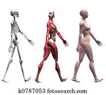 Skeleton and Muscles of a Human Female Skeleton and Muscles of a Human Female