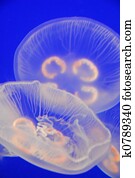 transparente, medusa