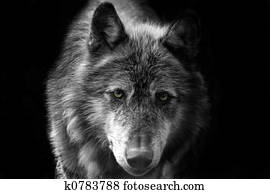 Wolf Wolf