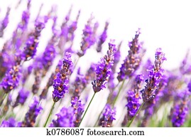 אזובין, רקע