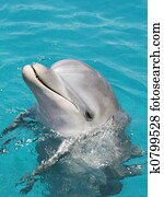 Dolphin Dolphin