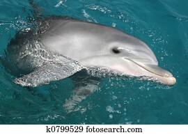 Dolphin Dolphin
