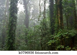rain forest rain forest