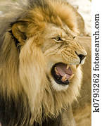 roaring lion close-up roaring lion close-up