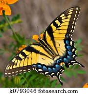 Tiger Swallowtail Butterfly Tiger Swallowtail Butterfly