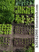 Vegetable garden Vegetable garden