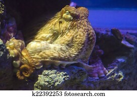 Big octopus Big octopus
