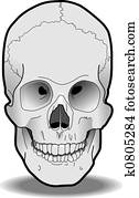 Human Skull Human Skull