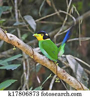 Long-tailed Broadbill