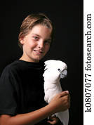 Moluccan Cockatoo With a Young Adult