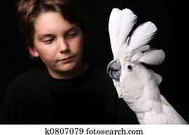 Moluccan Cockatoo With a Young Adult
