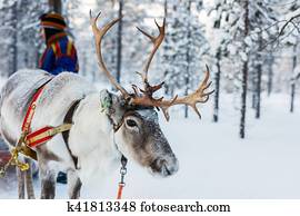 Reindeer safari Reindeer safari