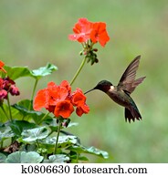 Ruby-throated, hummingbird