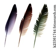 Three feathers isolated on a white background