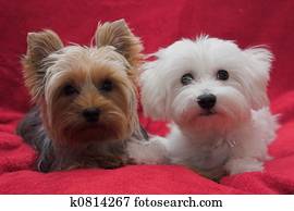 adorável, filhotes cachorro