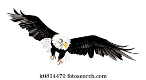 bald eagle bald eagle