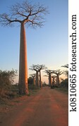 Baobabs forest, Baobab alley, Madagascar