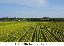 seed rows seed rows