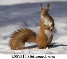 squirrel squirrel