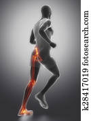 been, gelid, anatomie