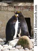 Couple of Macaroni Penguins - Eudyp