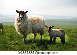 ewe and lamb ewe and lamb
