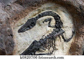 Fossil Fossil