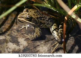 frog frog