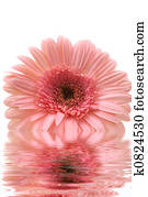 Gerbera Daisy Gerbera Daisy