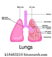 Human Lungs Anatomy Human Lungs Anatomy