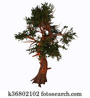 Pinus aristata Tree Pinus aristata Tree