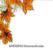 Forest fall leaves Forest fall leaves