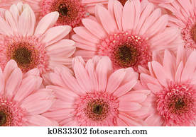 Gerbera Daisies