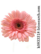 Gerbera Daisy